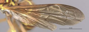 Media type: image;   Entomology 33158 Aspect: Wing front